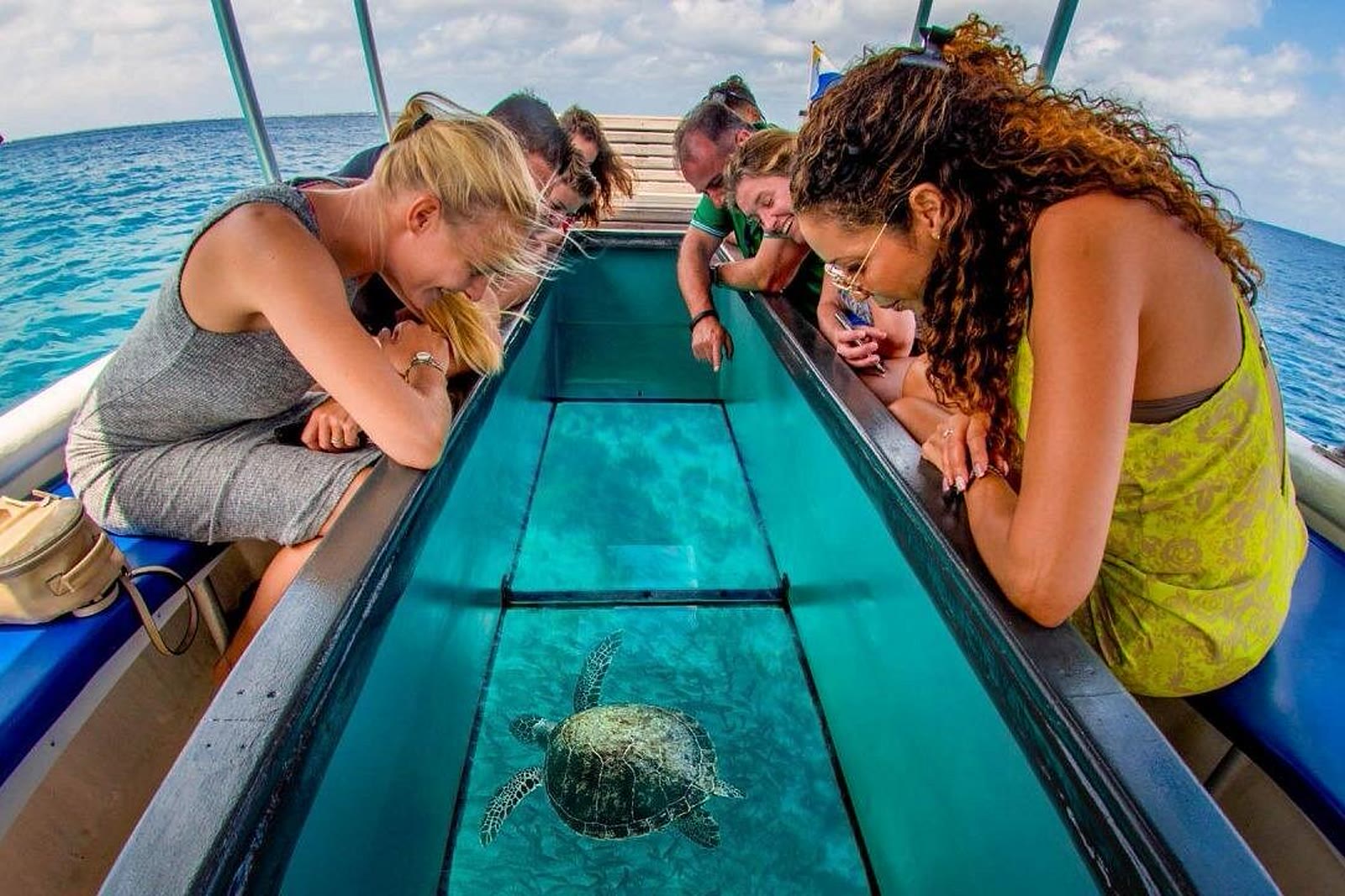 A sea turtle seen from a glass-bottom boat over a Florida reef